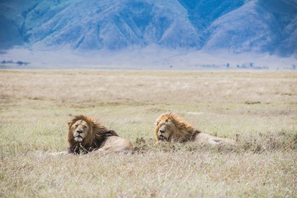 Comment organiser une expédition pour observer les lions dans le parc national du Serengeti, Tanzanie?
