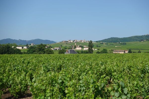Comment organiser une visite des vignobles en Champagne, France?