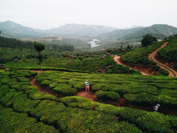 Comment préparer une visite des plantations de thé en Inde?