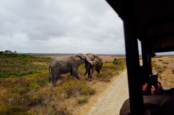 Quels sont les meilleurs spots pour observer la faune sauvage en Afrique du Sud?