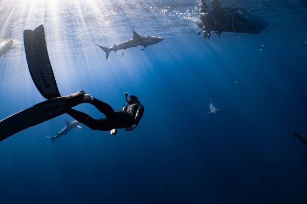 Quels sont les meilleurs spots pour une plongée en apnée avec les requins-baleines au Mexique?