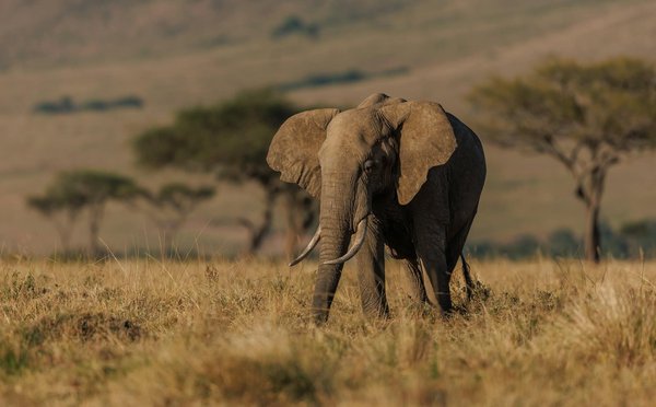 Quels sont les meilleurs endroits pour observer les éléphants en Afrique ?