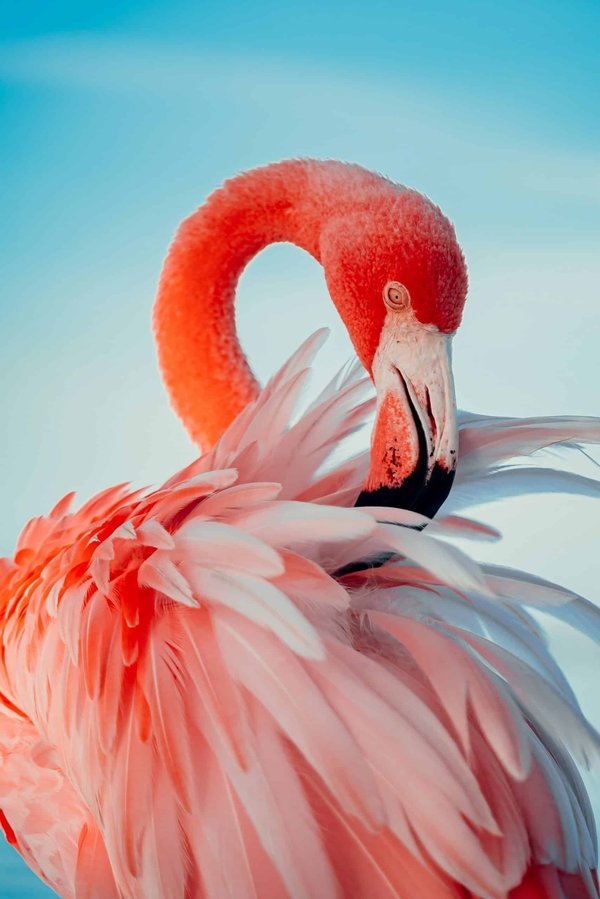 Quels sont les meilleurs spots pour observer les flamants roses en Camargue ?