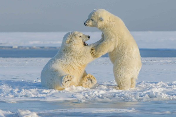Peut-on trouver des croisières qui proposent des excursions pour observer les ours polaires en Arctique?