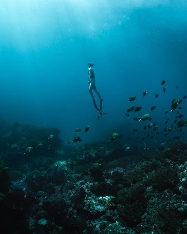 Où trouver les meilleurs spots de plongée pour observer les coraux en Grande Barrière de Corail, Australie?